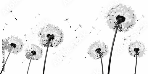 Foto Dandelion Silhouette Illustration With Scattered Seeds On White Background