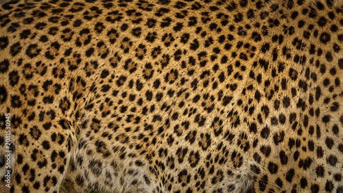 detailed natural cheetah fur texture and animal skin pattern background