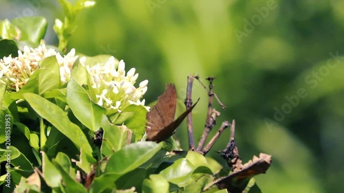 A brown butterfly resting near a cluster of small white flowers on a sunlit green bush