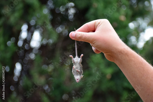Tableau sur toile Human Hand Holding a Dead Mouse by the Tail Outdoors