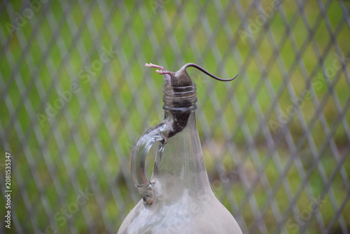 Photos Dead Mouse Trapped Inside the Neck of a Clear Glass Bottle