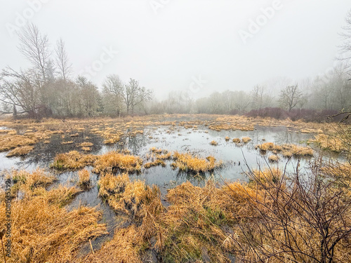 Obraz na plátne Foggy Wetland Landscape near Lacey, Washington