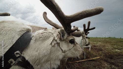 Harnessed Reindeer on Arctic Tundra Under Stormy Sky