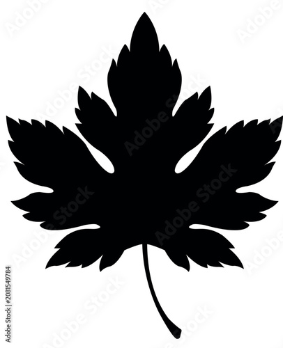 Detailed maple leaf silhouette isolated for botanical illustrations, autumn themes and eco branding