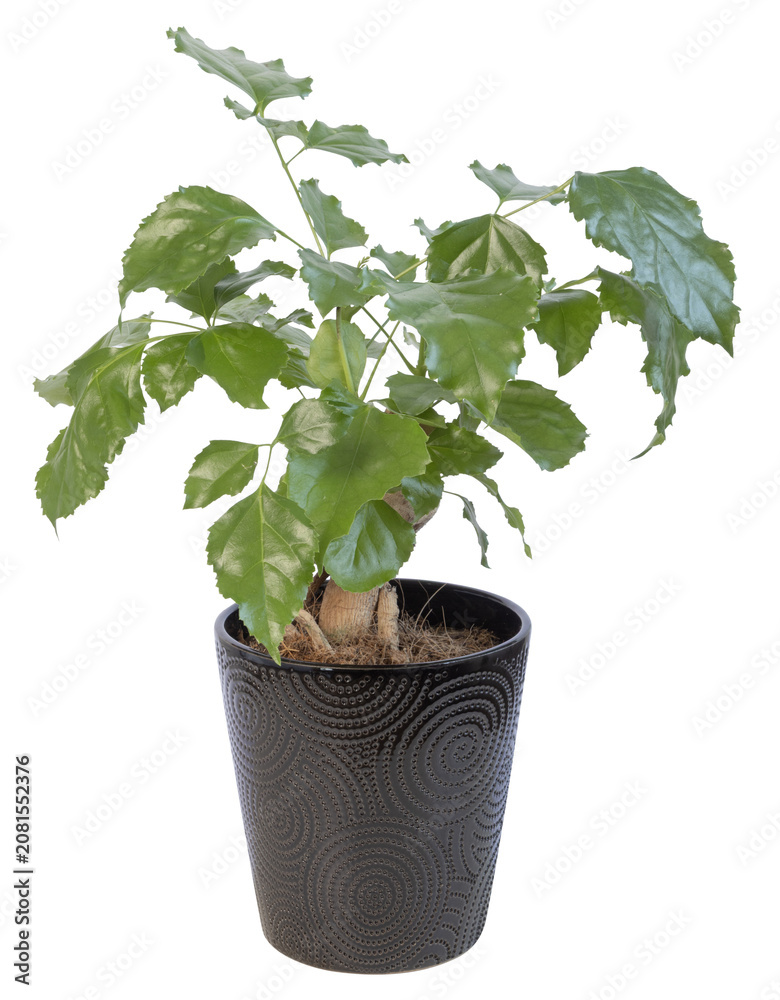 Fototapeta premium Radermachera sinica en pot