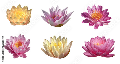 Schilderij op canvas Fleurs de Nymphea de différentes couleurs