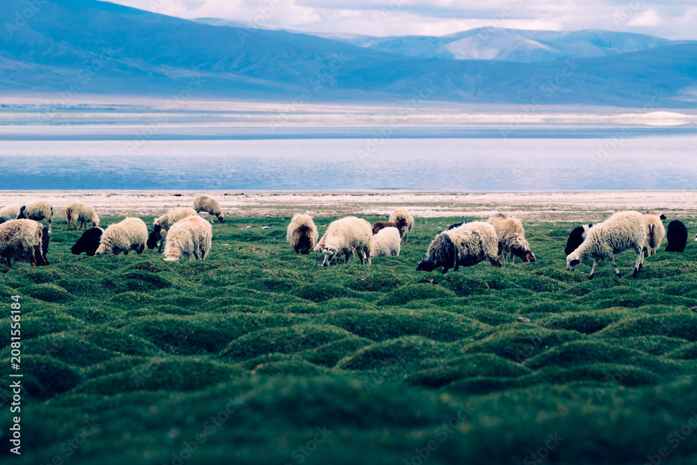Fototapeta premium A flock of sheep grazes among lush pasture at the foot of the Himalayas.