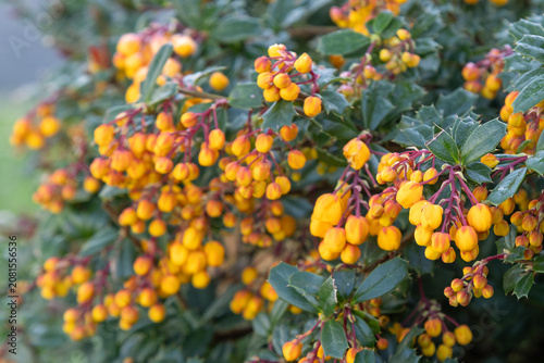 Obraz na plátne Berberis darwinii fleuri