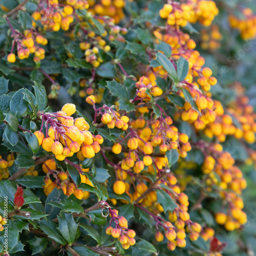 Schilderij op canvas Berberis darwinii fleuri