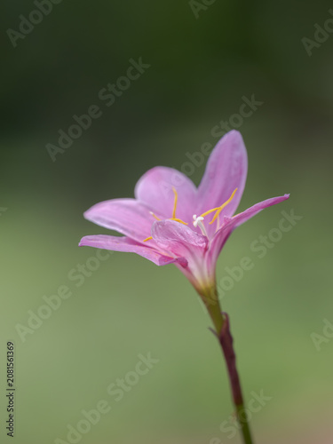 桃色のサフランモドキの花