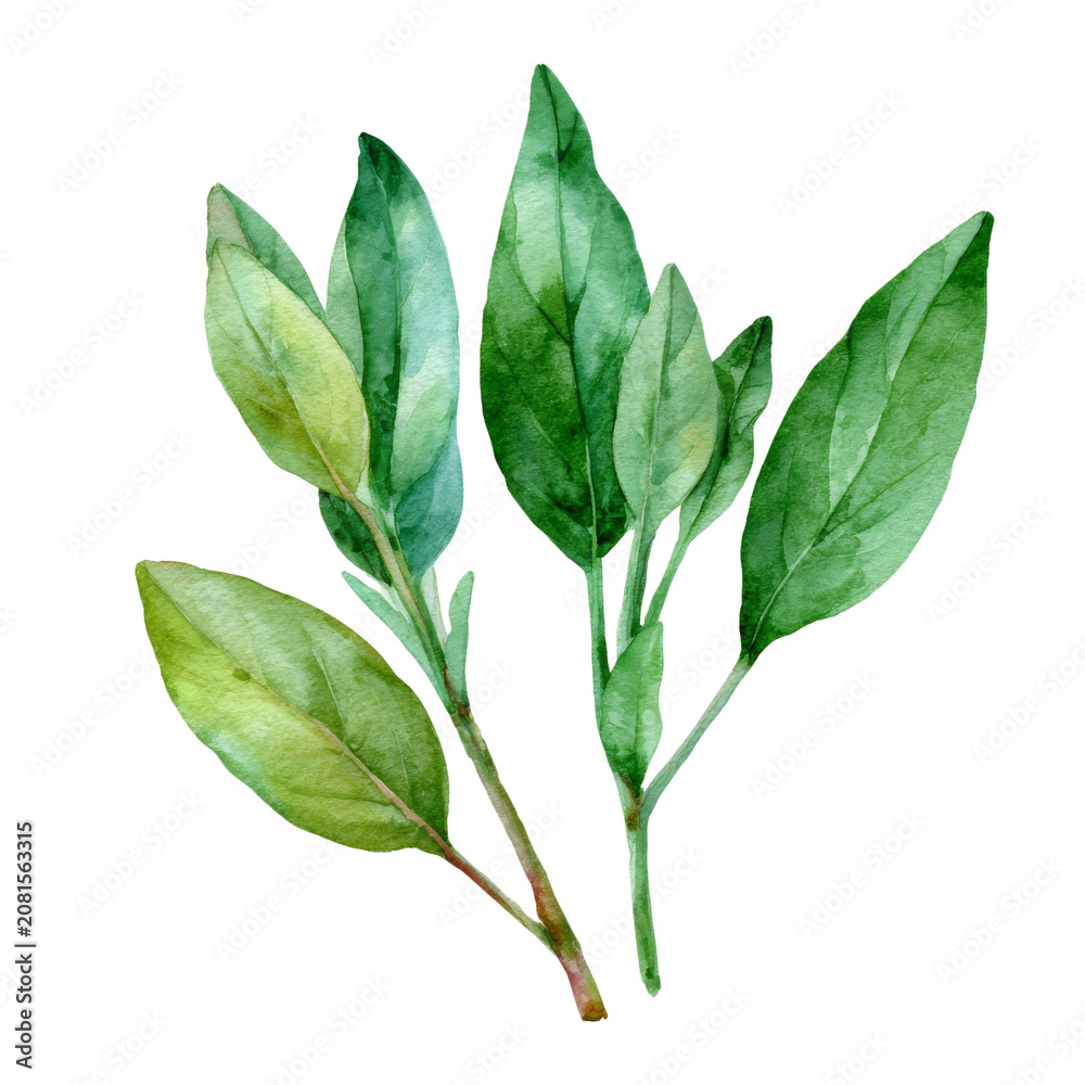 Fototapeta premium Watercolor - Sage Leaves illustration isolated on transparent. png file for art work. 
