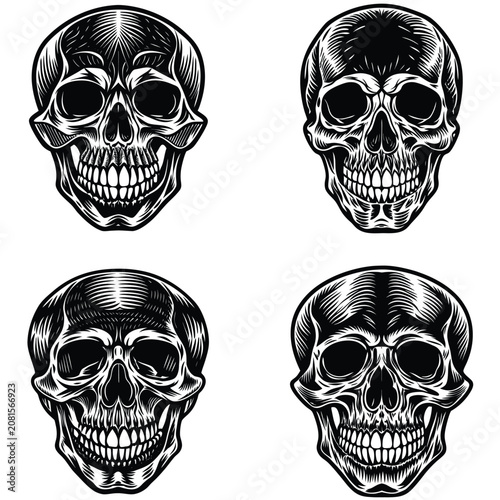 Fotografie anatomic vector
