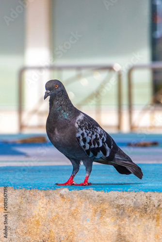 Pigeon pigeons bird searching for food on street ground floor.