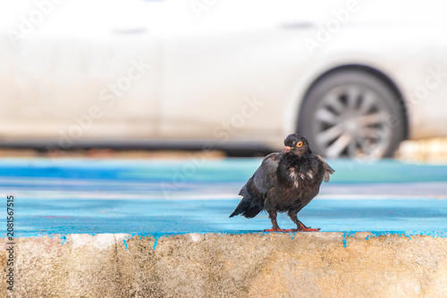 Pigeon pigeons bird searching for food on street ground floor.