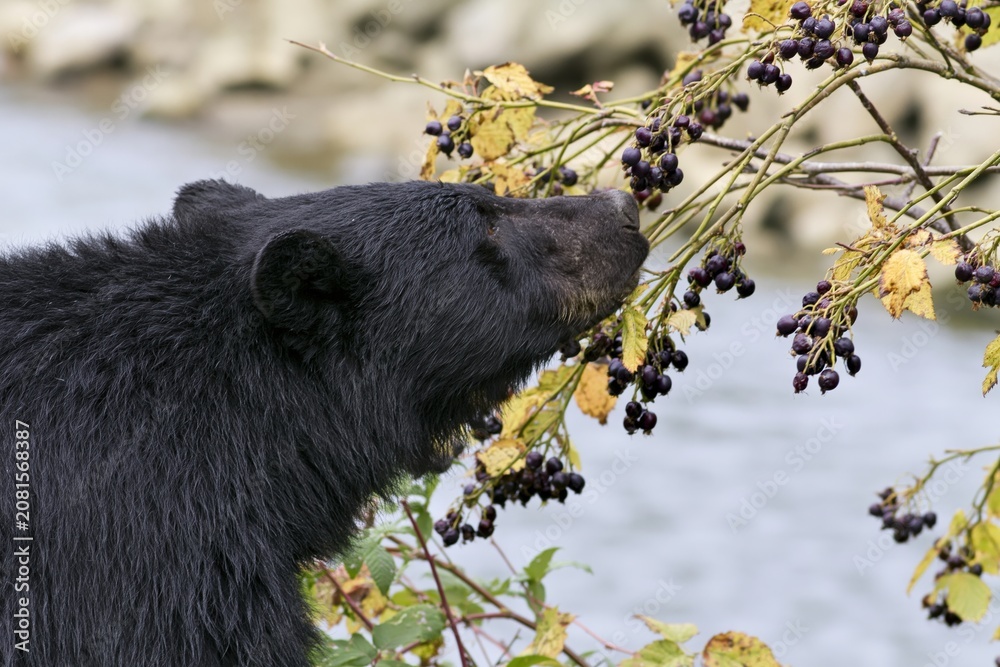 Fototapeta premium The Black Bear Sniffing Berries on Autumn Branches by the River
