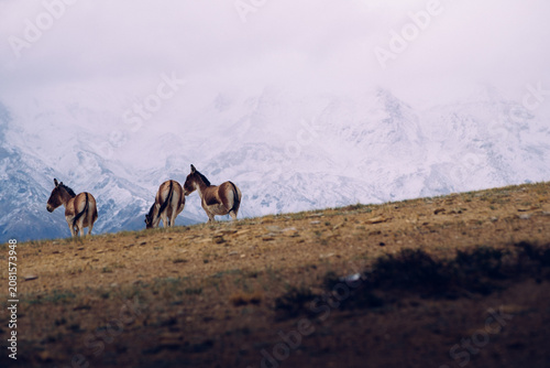 Canvas Print Tibetan wild asses roam freely at the foot of the Himalayas.