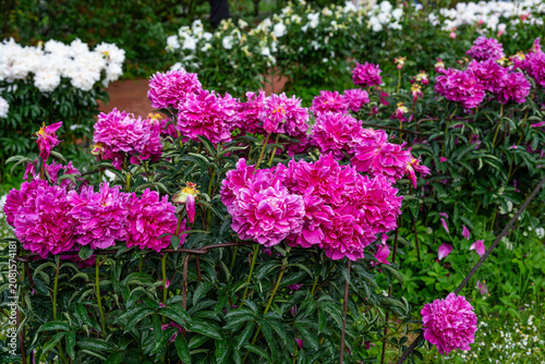Beautiful purple peonies in the garden. Flowering purple peonies in the garden.