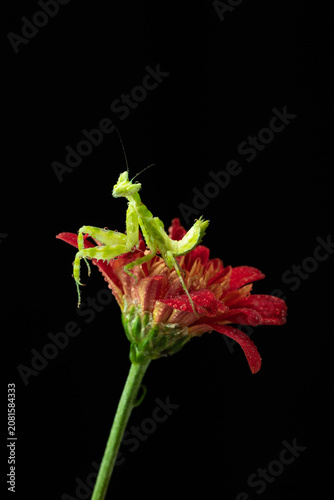 Macro photography of green praying mantis perched on a red flower covered with water droplets against a black background