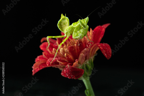 Macro photography of green praying mantis perched on a red flower covered with water droplets against a black background