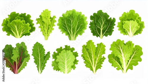 Fresh vibrant green maple leaves cluster isolated on white.