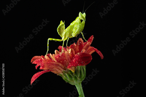 Macro photography of green praying mantis perched on a red flower covered with water droplets against a black background