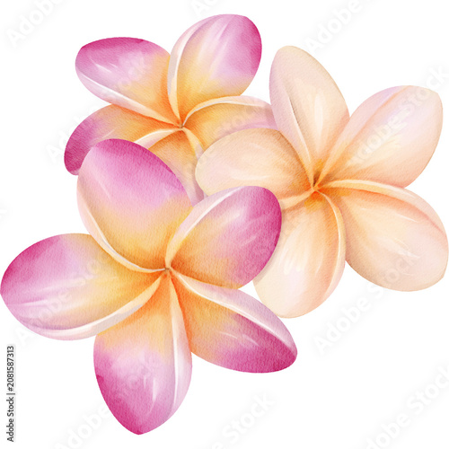 Watercolor Illustration of Plumeria Flowers Arrangement
