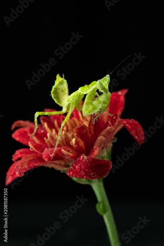 Macro photography of green praying mantis perched on a red flower covered with water droplets against a black background