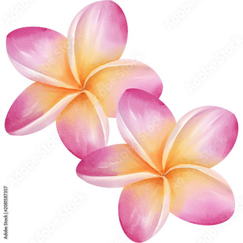 Watercolor Illustration of Plumeria Flowers