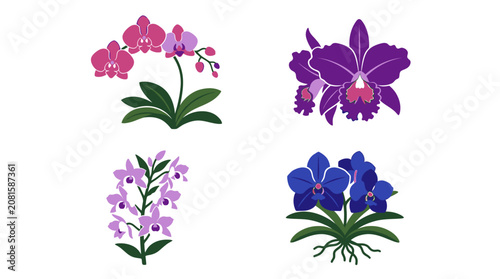 Fotografía Colorful orchids in different shades.
