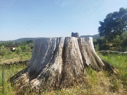 Gran tocón de árbol seco y cortado en un paisaje rural de la Sierra de Gata, Cáceres, Extremadura, España.