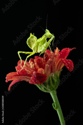 Macro photography of green praying mantis perched on a red flower covered with water droplets against a black background