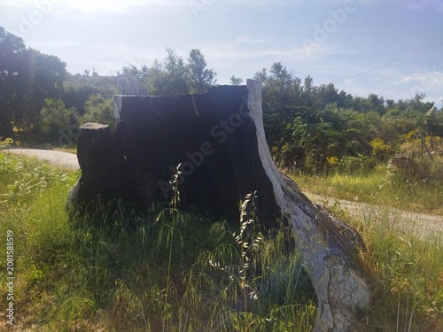 Silueta a contraluz de un gran tocón de árbol cortado en un entorno de campo en la Sierra de Gata, Cáceres, España.