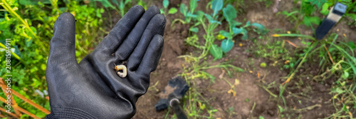Fotografie Gloved hand holding a garden grub over soil in soft morning light suitable for g