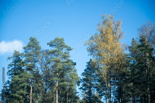 Принти на полотні Treetops of slightly yellowed trees against blue sky in early autumn