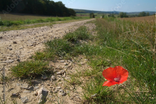 einsamer Klatschmohn