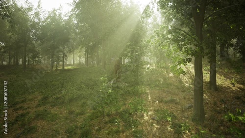 Dappled sunlight through misty french woods with soft rays and ferncovered floor, atmospheric haze creates cinematic glow and meditative mood, evocative