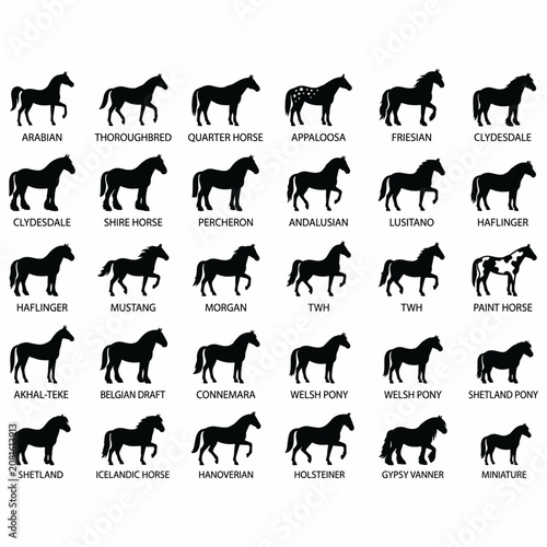 Vászonkép Collection of various horse breeds depicted as black silhouettes with their names underneath on a white background