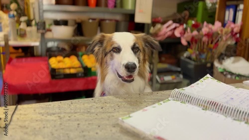 Cute tricolor dog sitting behind a counter in a local fruit and flower shop, looks at the camera with a funny and warm expression, cozy small business marketplace scene with oranges in the background