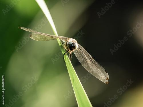 A close-up of a dragonfly sitting on a green leaf. Macro photography