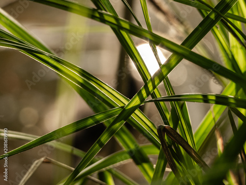 green grass in the forest, flora. sunlight filters through the leaves