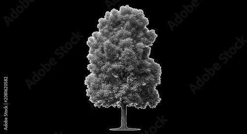 Deciduous tree in full foliage during daylight with selective focus isolated on transparent background