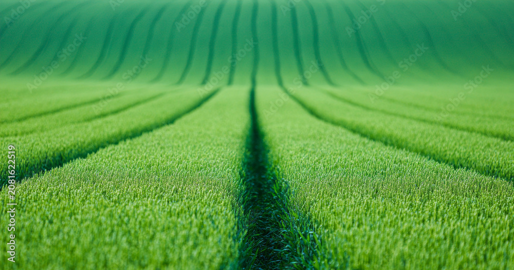 Obraz premium Green wheat field with tractor tracks