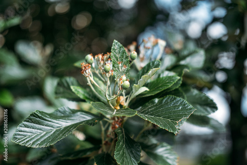 Green leaves with fuzzy white undersides grow on tree branches outdoors. Whitebeam Sorbus Aria Majestica. natural botanical biodiversity and outdoor forest vegetation