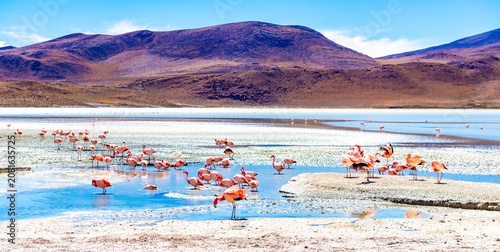Tableau sur toile Flamingos In Eduardo Avaroa Reserve Lagoon
