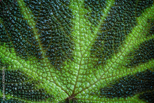 Fotografía Close-up of a begonia leaf. Green background .Leaf texture