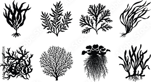 Bild auf Leinwand Set of various black silhouettes of sea plants and underwater seaweed on a white