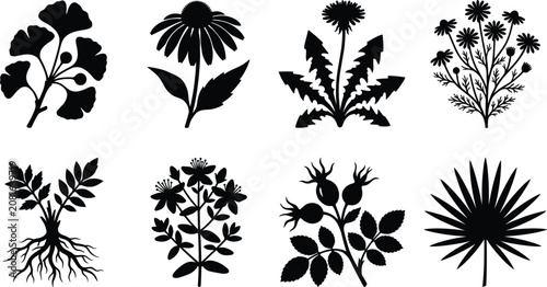 Photos Set of various medicinal herbs and wild plant silhouettes isolated on a white ba