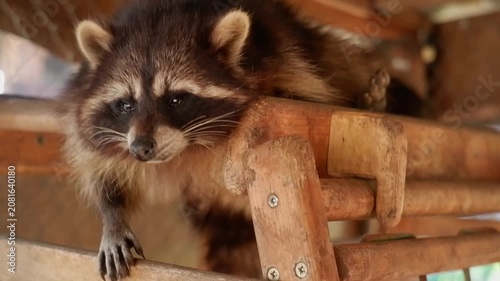 Adorable raccoon with sad eyes resting on a wooden structure in a zoo or animal sanctuary