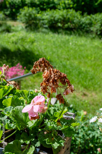 Pink geranium flowers with dried blooms in balcony planter needing summer care and deadheading