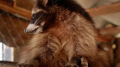 Cute wild raccoon sitting on a wooden surface and carefully observing its surroundings